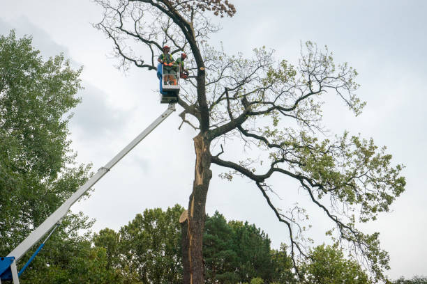 Tree and Shrub Care in Albany, LA